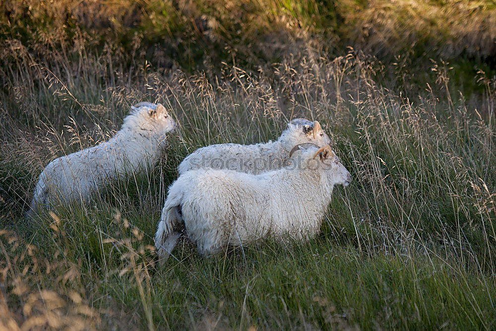 Similar – Foto Bild gar nicht schüchtern