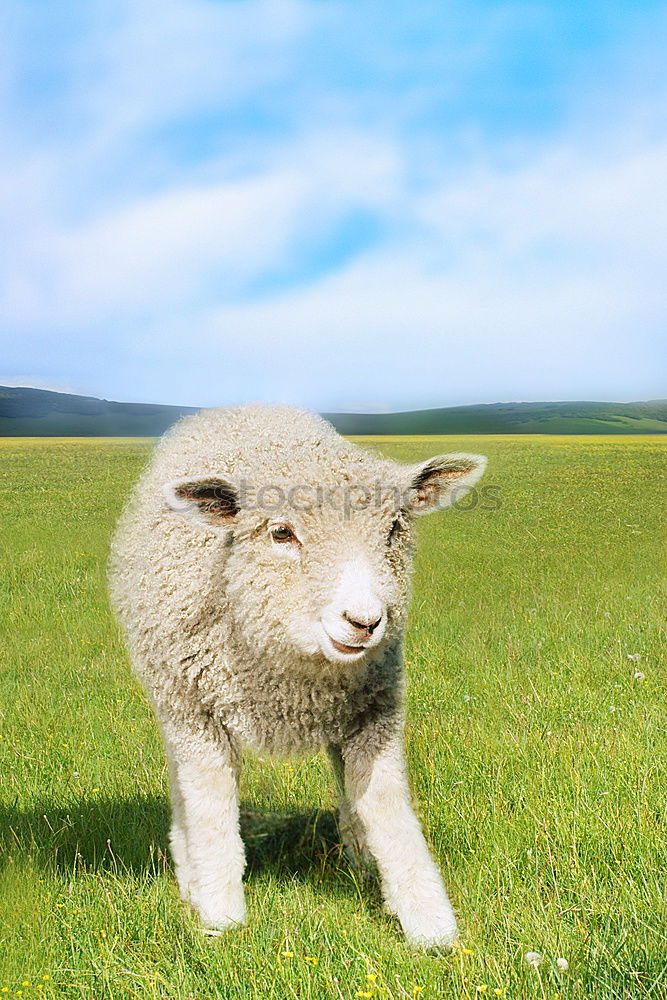 Similar – ddsld Sheep Lacaune sheep