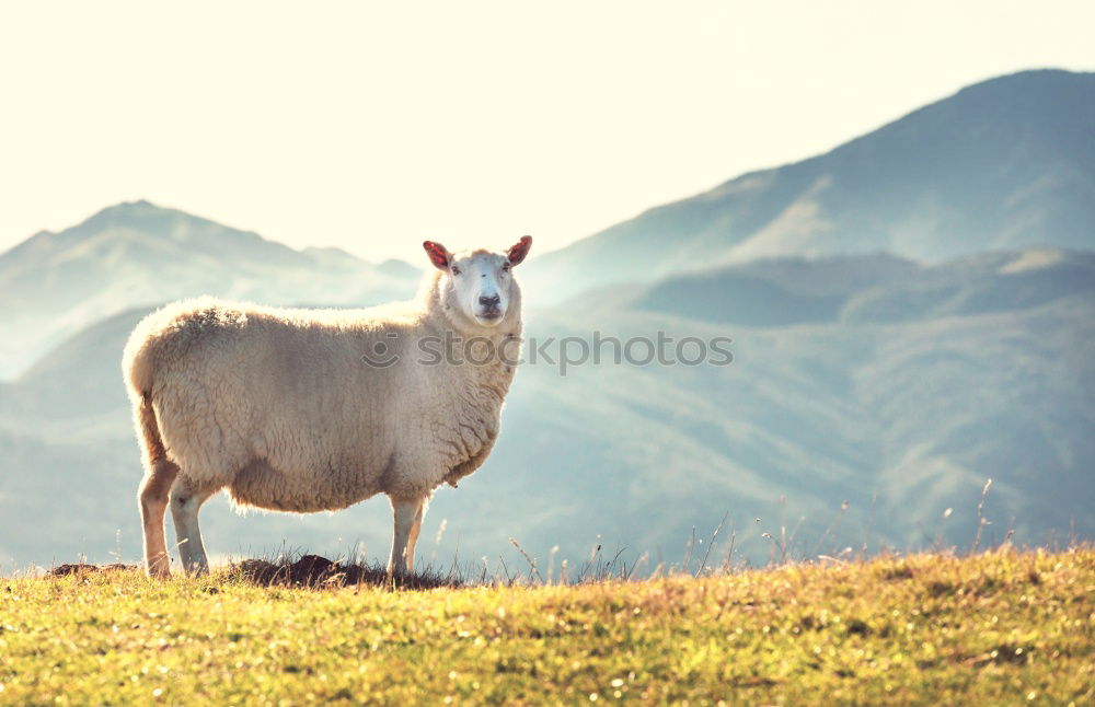 Similar – Sheep in a pasture