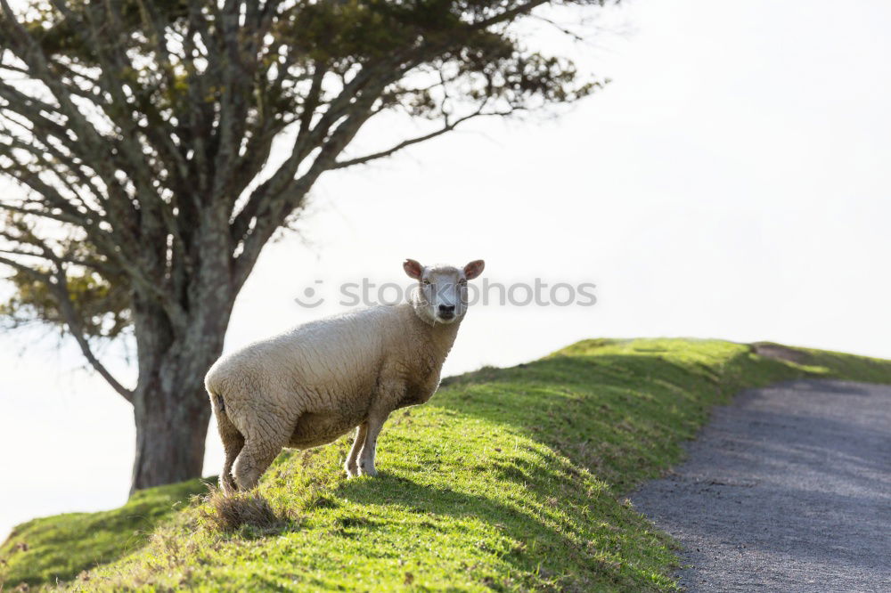 Image, Stock Photo Evening hour in the life of a sheep