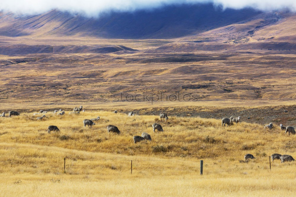 Similar – Image, Stock Photo Matthis I Autumn October