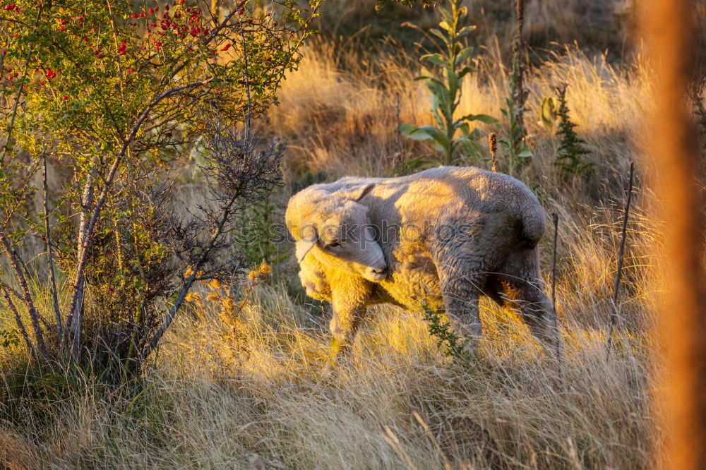 Similar – Image, Stock Photo # 846 Elephant Colossus