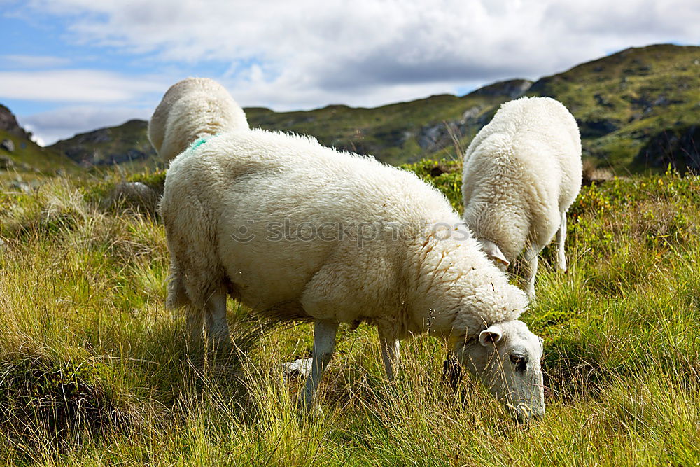 Similar – Sheep grazing in Lofoten, Norway