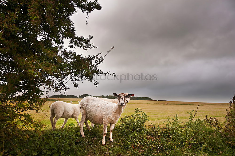 Similar – cloudy lawnmowers Sheep