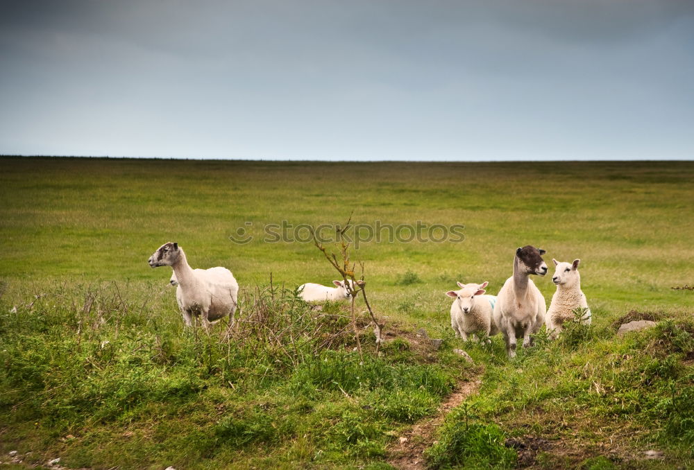 sheepwalk Sheep Wool