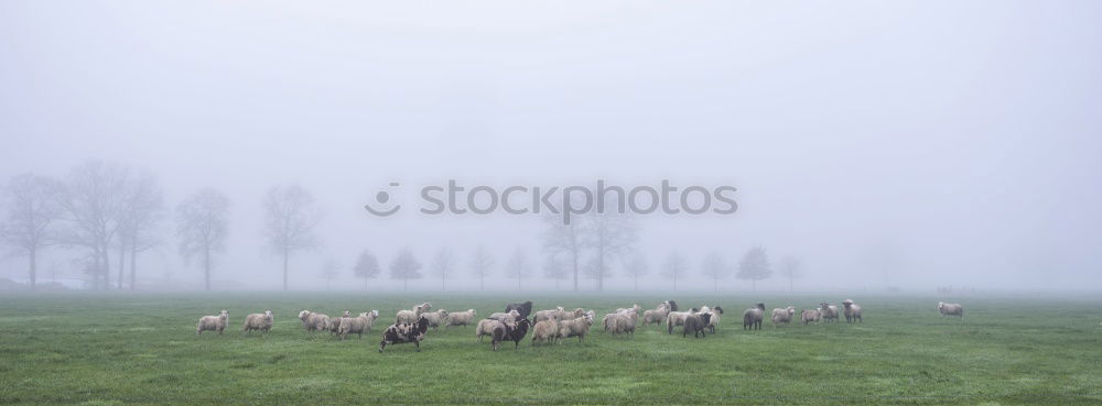 Similar – Foto Bild Der Schäfer und die Globalisierung