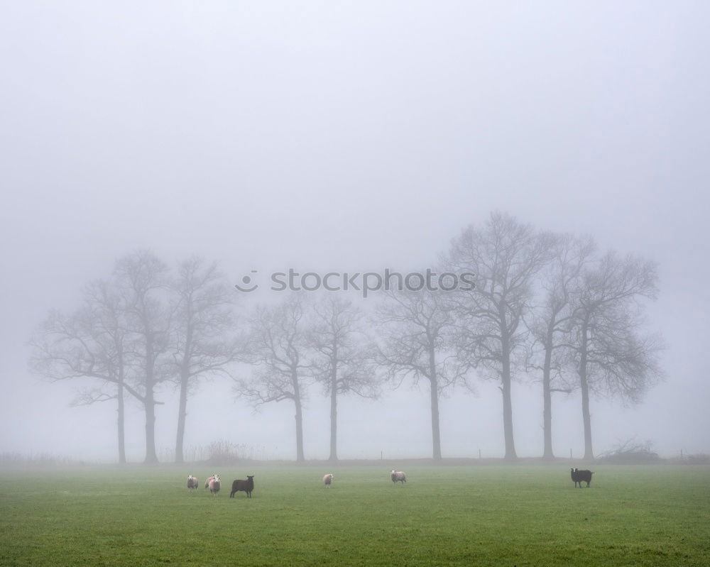 sheep Eating Agriculture