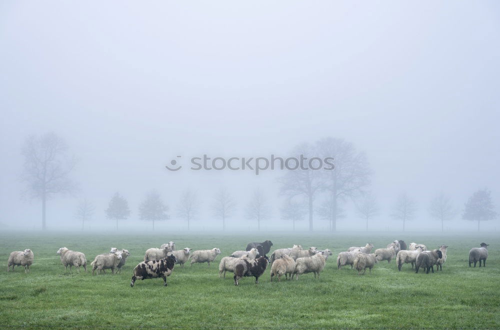 Foto Bild Der Schäfer und die Globalisierung