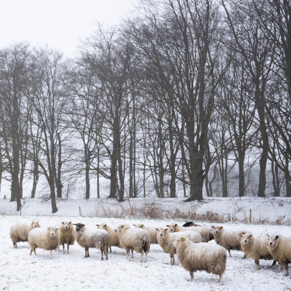 Similar – Das gemeine Winterschaf ll.