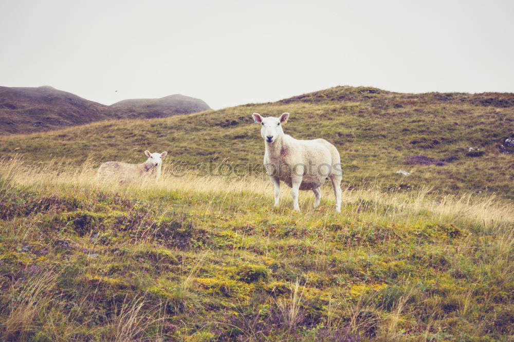 Similar – cloudy lawnmowers Sheep