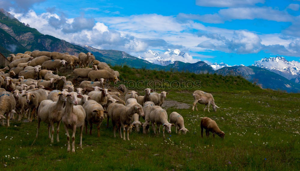 Similar – Image, Stock Photo Picture taken: Pyrenees Hiking Trail 25