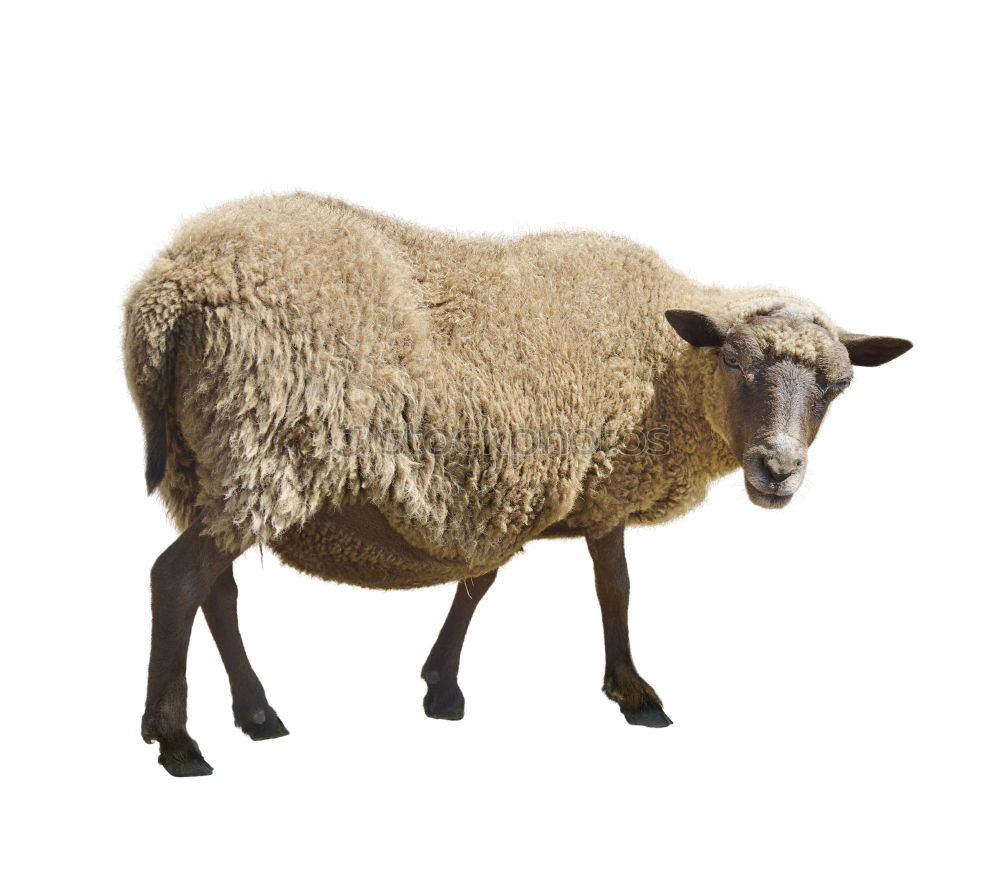 Similar – a sheep Environment Nature