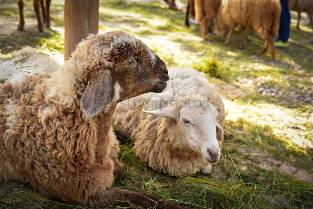 Similar – Image, Stock Photo aerie Animal 1 Herd