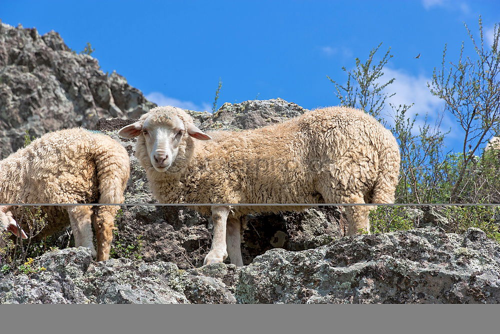 Similar – Foto Bild sheep Haushuhn