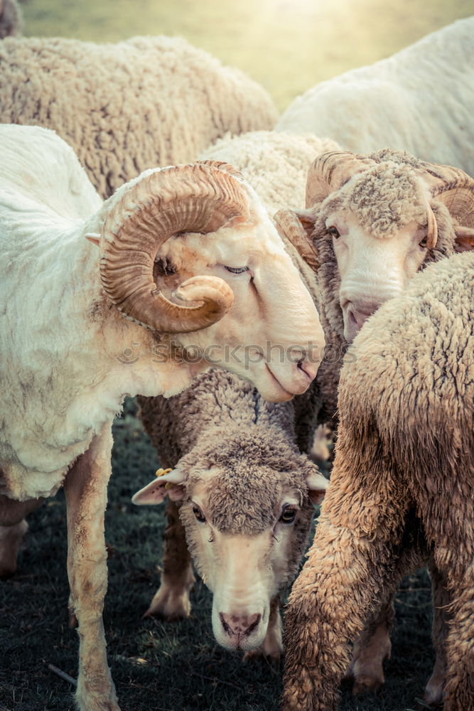 Similar – Flock of sheep with offspring