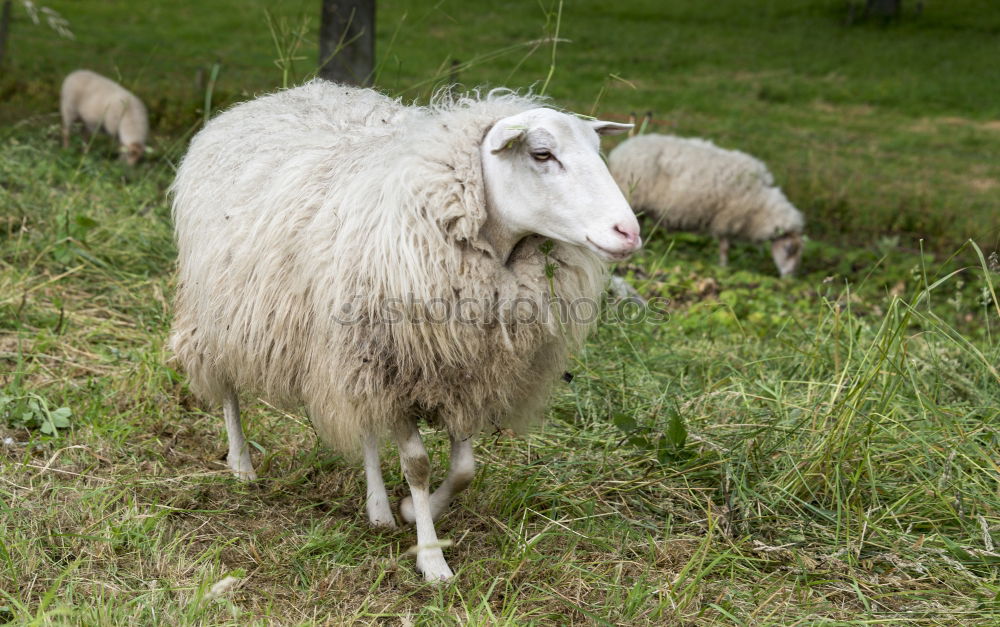 Similar – The sheep sees the camera