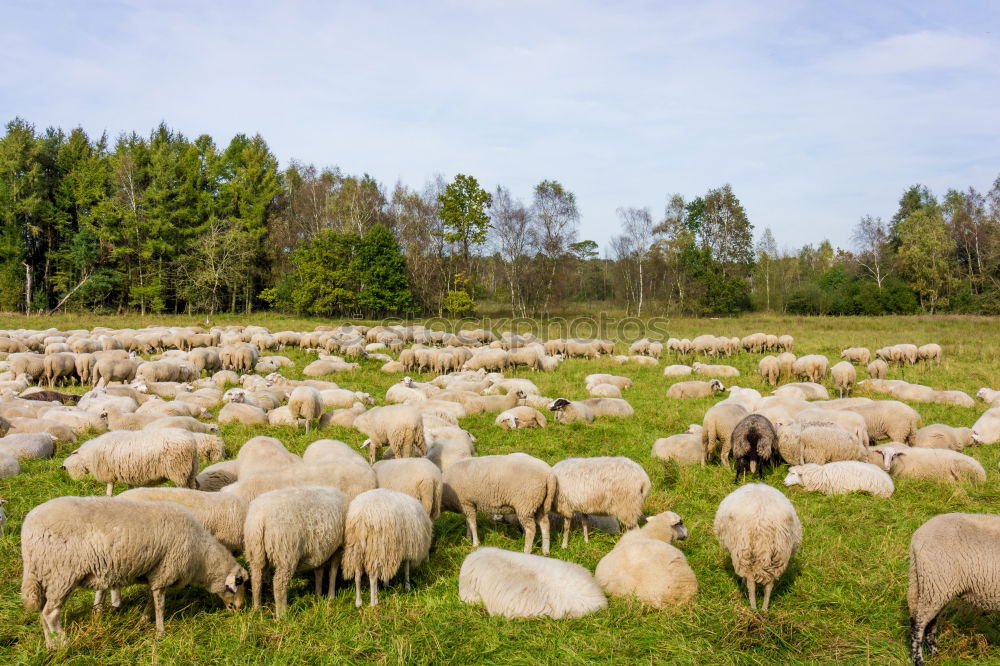 Similar – Image, Stock Photo Lawn mowing in Northern Germany