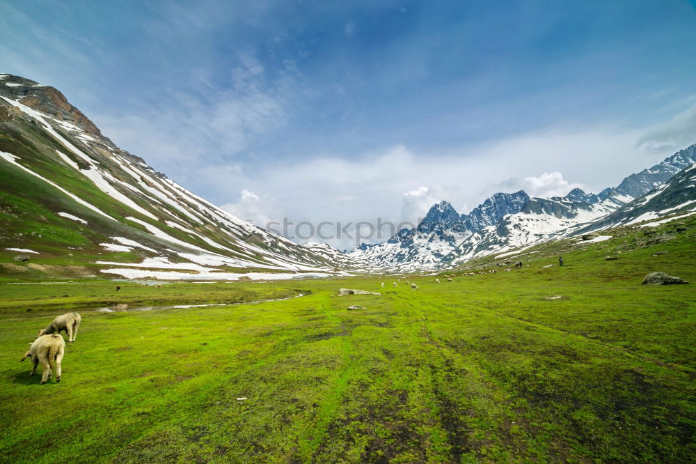 Similar – Seiser Alm harmonisch