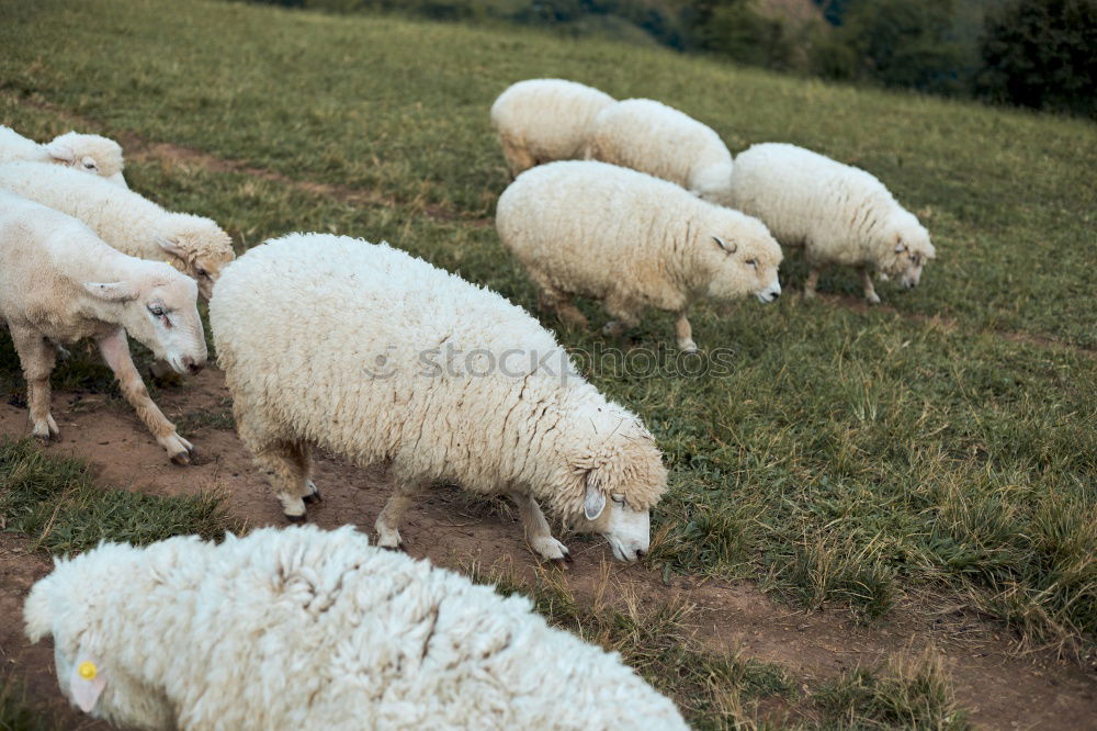 Similar – Image, Stock Photo inequalities Tree Grass