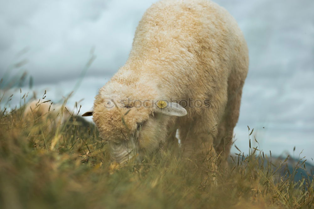 Similar – Image, Stock Photo Lister sheep Beach Ocean