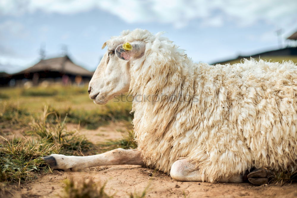 Similar – Image, Stock Photo Sheep in a pasture