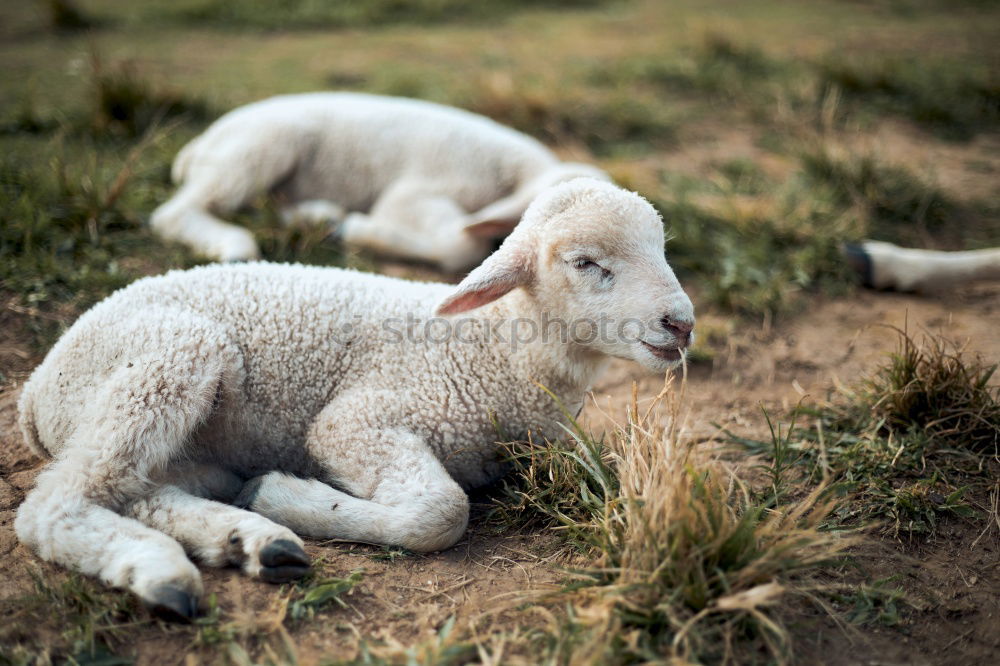 Similar – little lamb Nature Animal