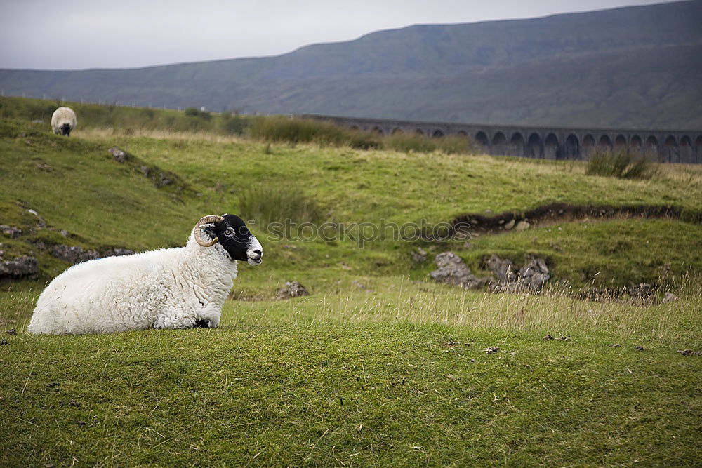 Similar – Isle of skye Scotland Sheep