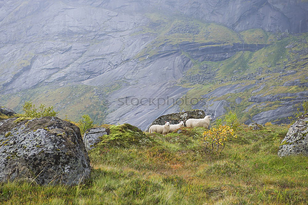 Similar – Late summer in Scotland