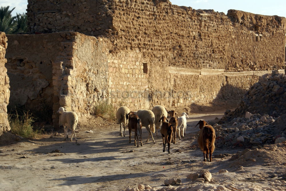 Similar – Image, Stock Photo slum kids Child Israel