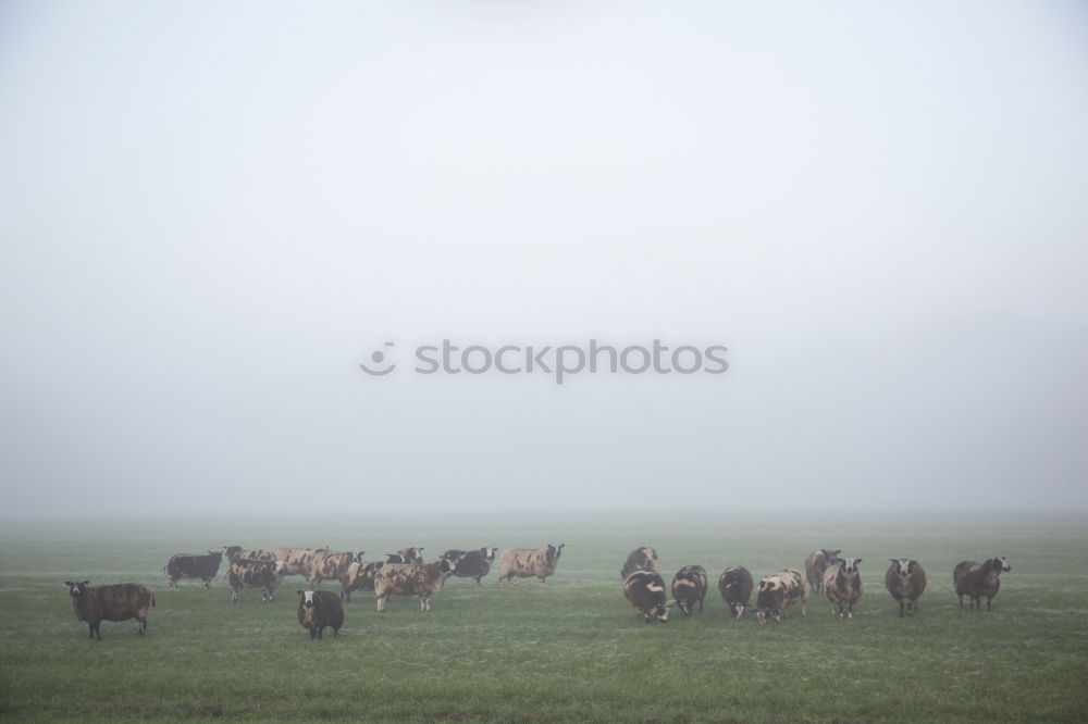 ground fog Nature