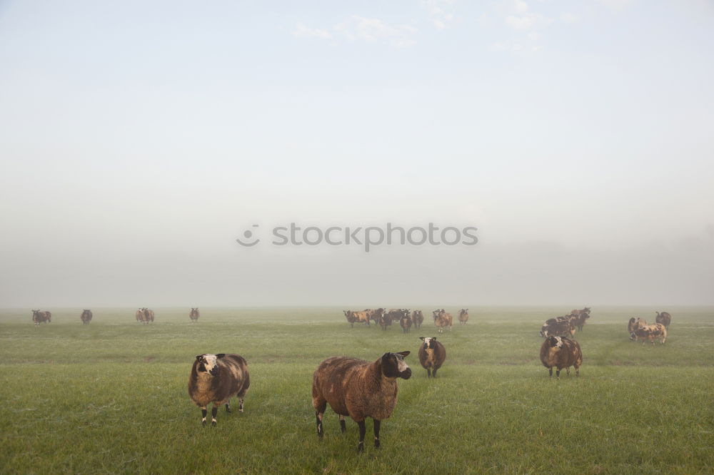 Similar – ground fog Nature