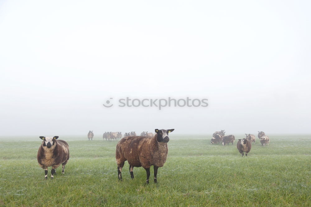 Similar – Foto Bild familienbande Natur