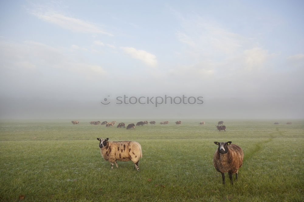 Similar – Horses in front of an idyllic hill