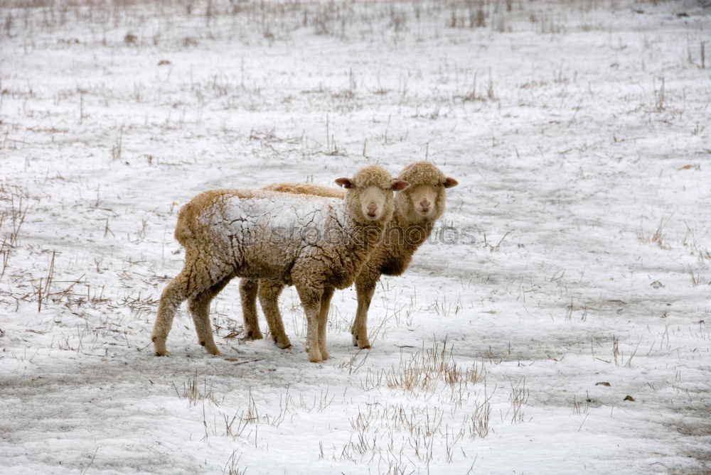 Similar – Das gemeine Winterschaf ll.