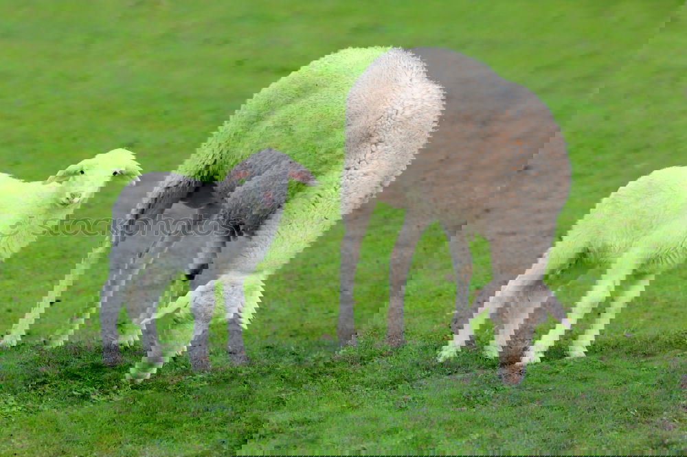 Similar – Image, Stock Photo two lambs in the meadow
