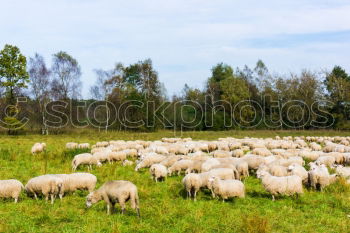 Similar – Image, Stock Photo Lawn mowing in Northern Germany