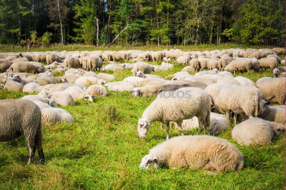 Similar – goat meadow Environment