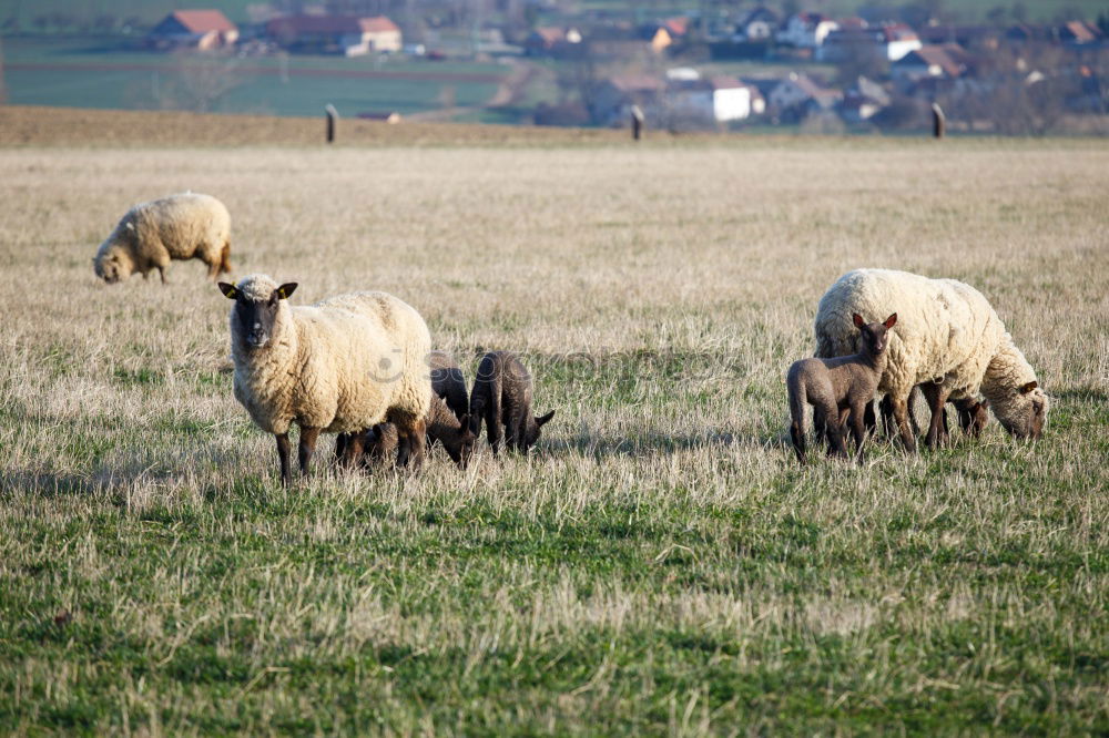 Similar – Image, Stock Photo Sheep & Wind Energy