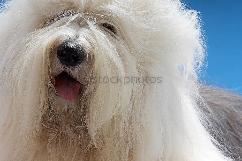 Similar – Image, Stock Photo bobtail Animal Pet Dog