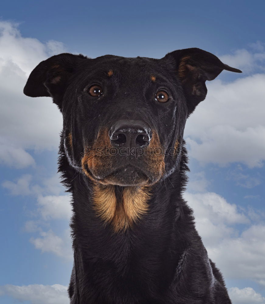 Similar – Foto Bild Penntüte Hund schlafen