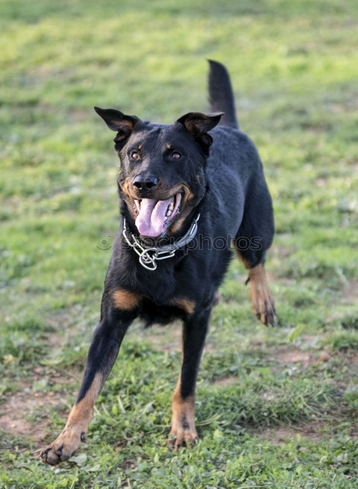 Similar – Image, Stock Photo Mr. Schröder in happiness II