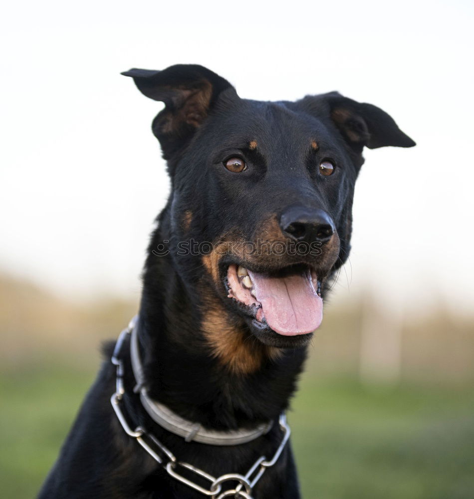 Similar – Image, Stock Photo Margaret Dog Grass Green