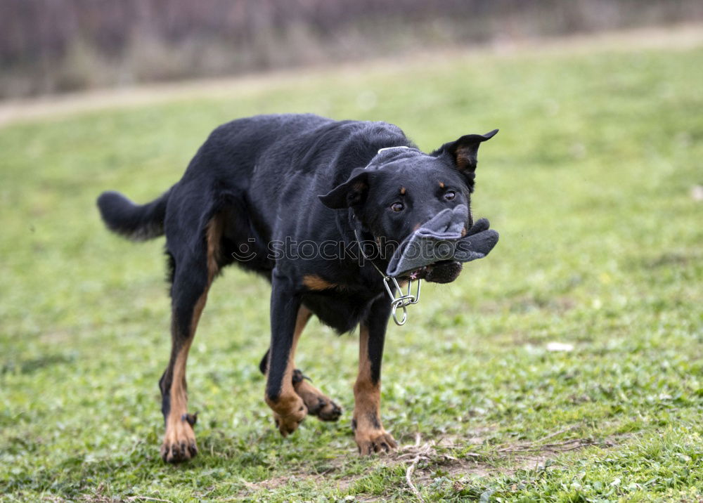 Image, Stock Photo discover Environment