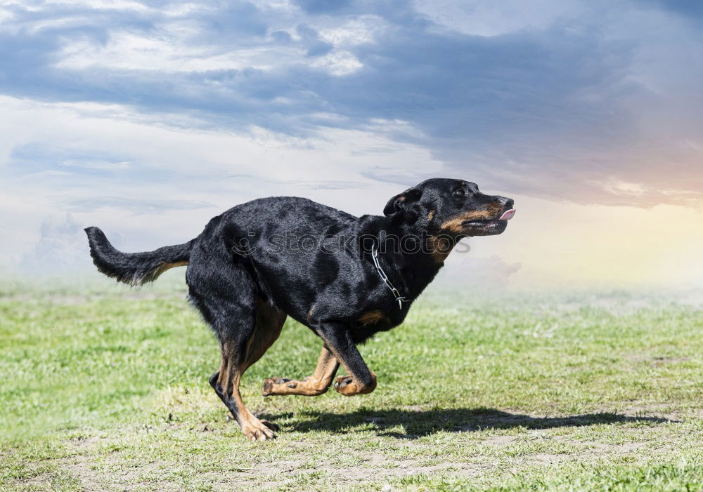 Similar – Image, Stock Photo Racing dog Paula in action