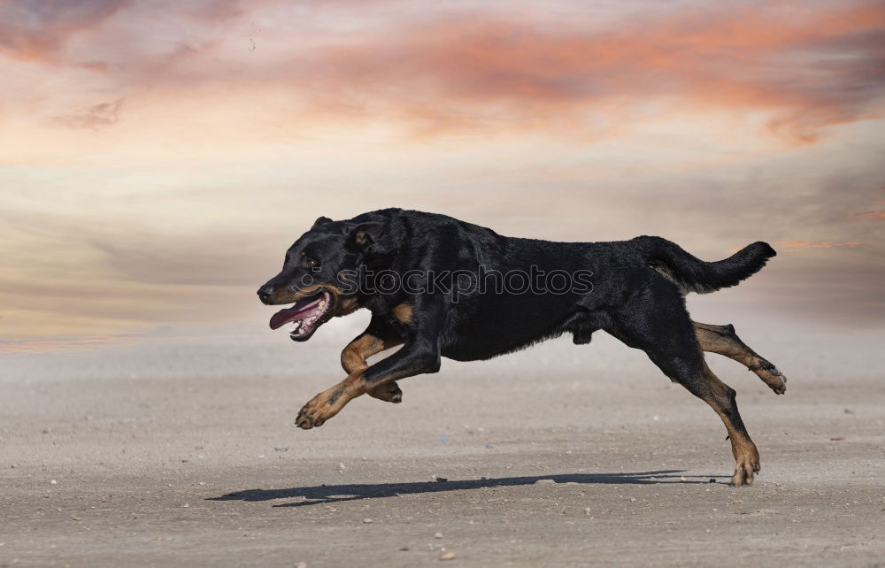 Funny dog on beach Dog