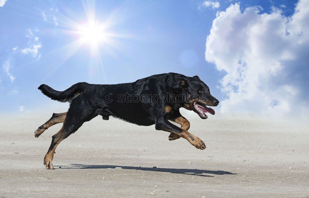 Similar – Image, Stock Photo beagle portrait Friendship