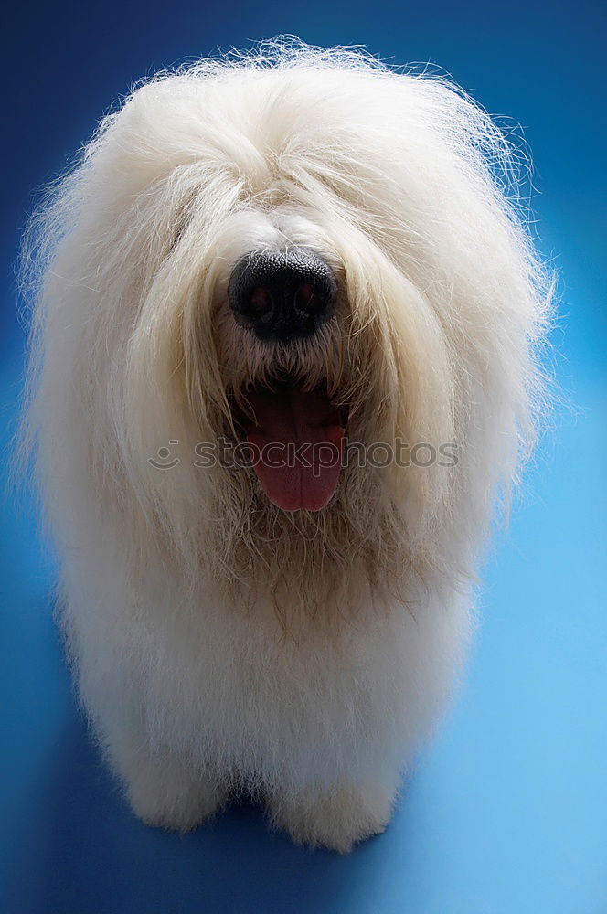 Image, Stock Photo bobtail Animal Pet Dog