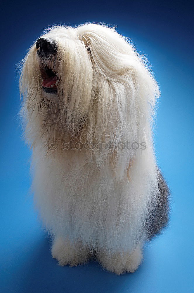 Similar – Image, Stock Photo bobtail Animal Pet Dog