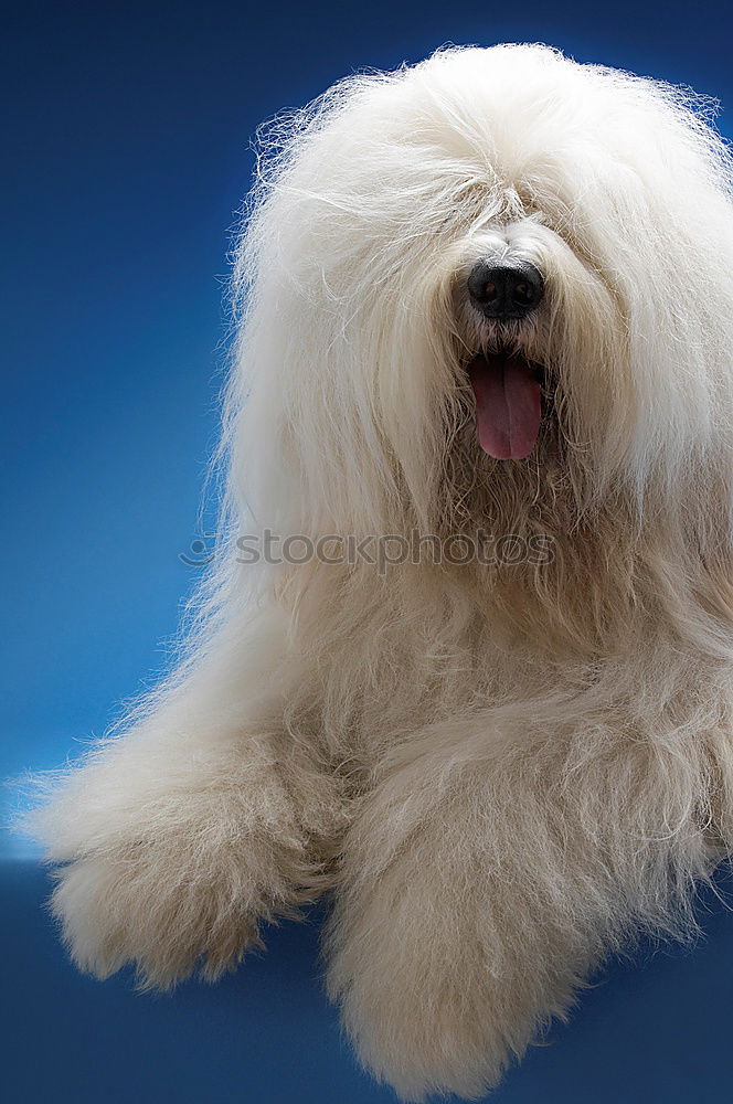 Similar – Image, Stock Photo Flying Havanese Nature Air