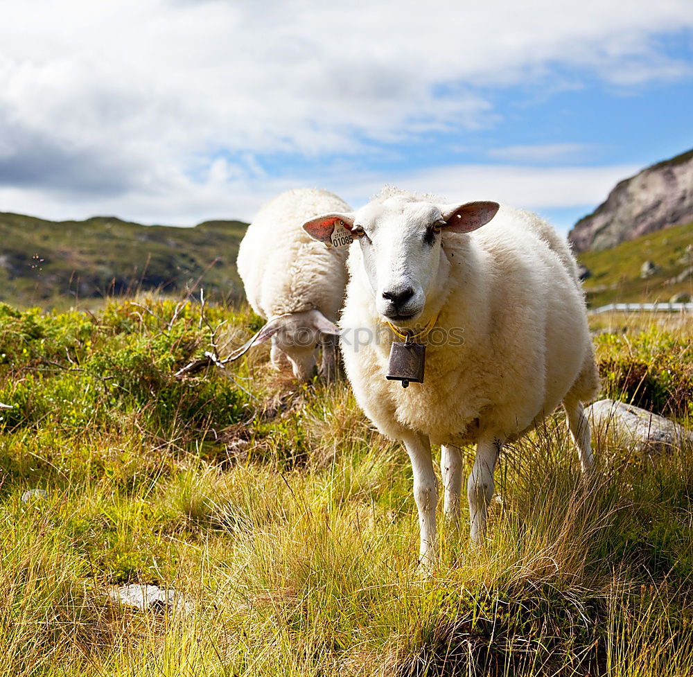 Similar – Foto Bild Neugierde Karla Natur